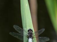 Spitzenfleck Libelle Männchen